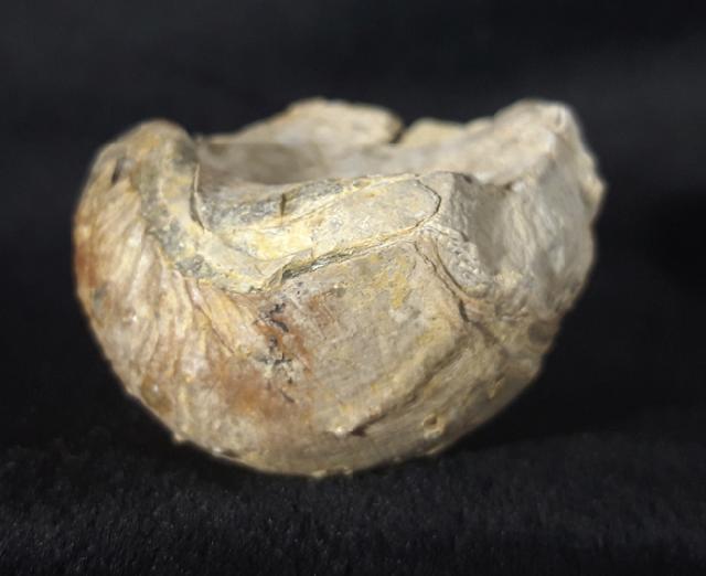 Araxilevis intermedius ABICH 1878 - Bild &copy; FossNet FossilienStore